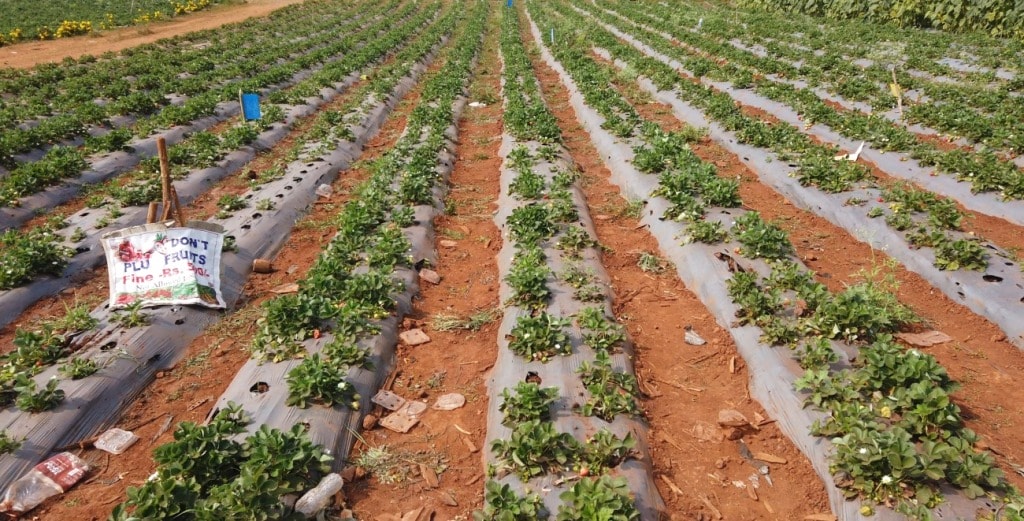 Strawberry Farm lambasingi
