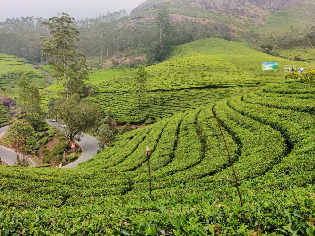 Munnar: The Tea Garden Heaven