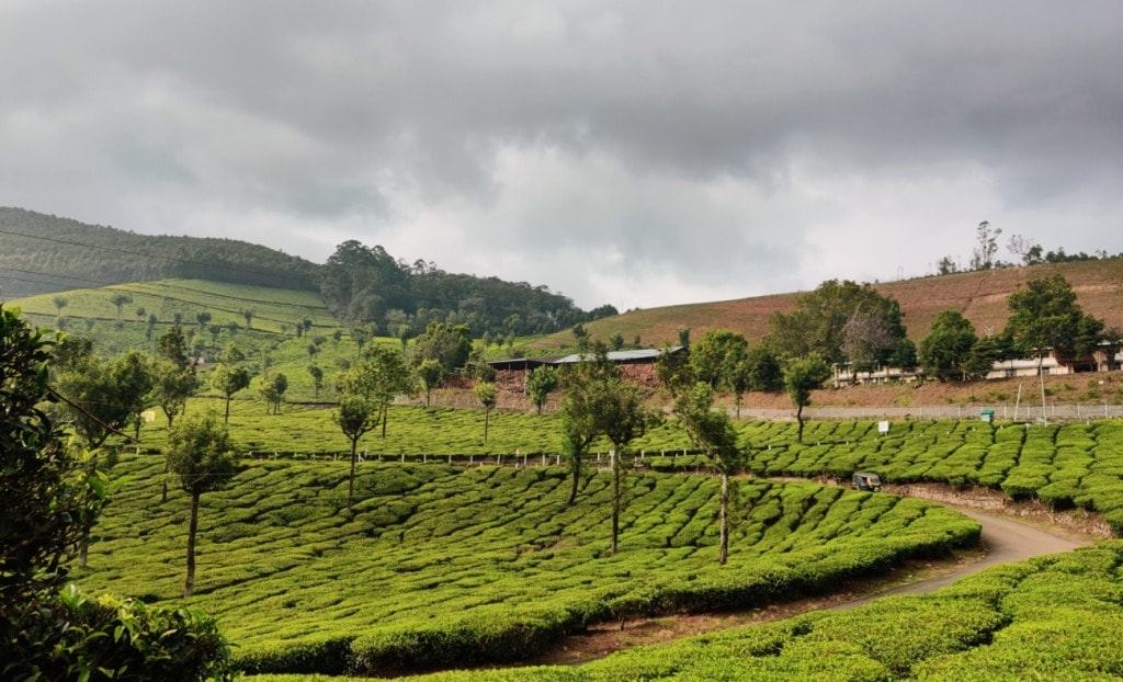 Best Time to Visit Munnar