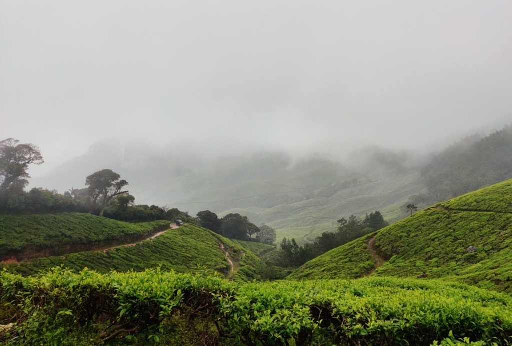 Kolukkumalai Tea Plantations