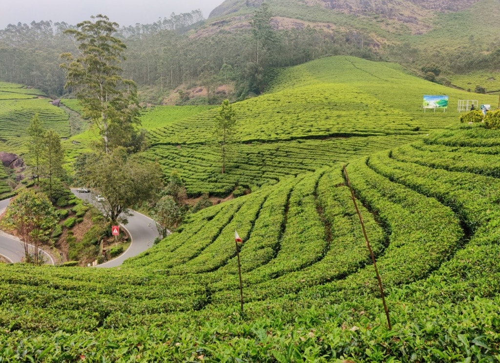 Munnar tea hills, monsoon destinations in India 2025