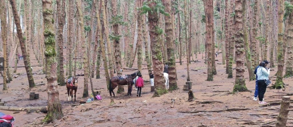 Pine Forest